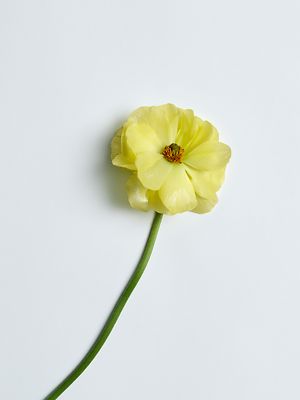 Care Essentials Evening Primerose 