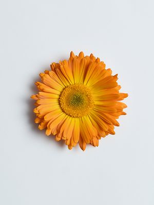Care Essentials Ingredients Calendula