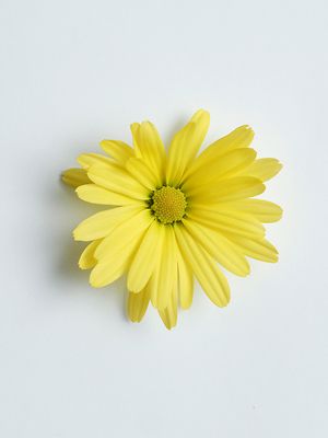 Care Essentials - Ingredients Arnica