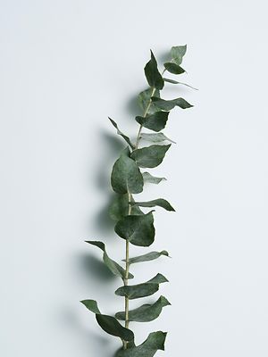 Care Essentials Ingredients Eucalyptus