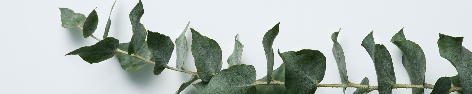 eucalyptus oil