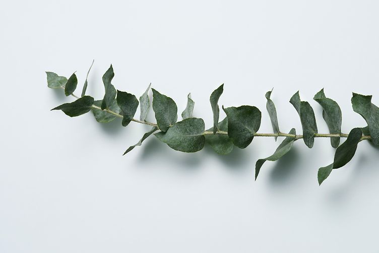 eucalyptus oil
