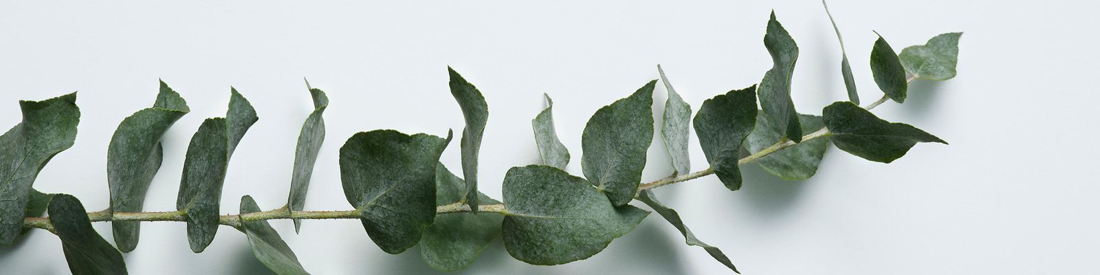 eucalyptus oil