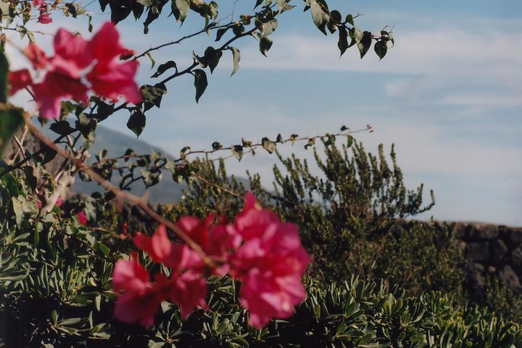 mood boosting essential oils