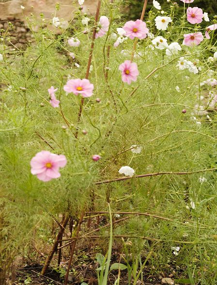 essential oils for relaxation